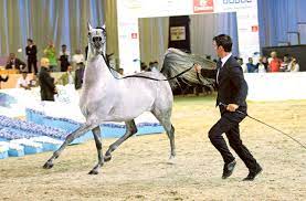 Sheikh Mohammed attends Dubai International Horse Fair